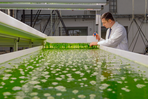 Учёные из Казани создали экологически чистый метод получения биоводорода из соломы